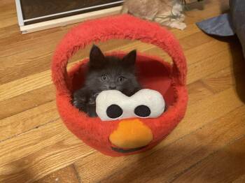 Fedora -  Domestic Medium Hair Cat for Adoption in Walled Lake, Michigan - Fedora | PetCurious