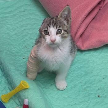 Frankie -  Domestic Short Hair Cat for Adoption in Marshalltown, Iowa - Frankie | PetCurious
