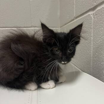 Felicity -  Domestic Medium Hair Cat for Adoption in Bristol, Indiana - Felicity | PetCurious