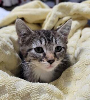 Dory -  Domestic Short Hair Cat for Adoption in Vancouver, Washington - Dory | PetCurious