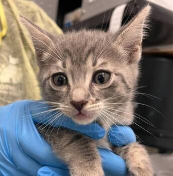 Tracy -  Domestic Short Hair Cat for Adoption in Golden, Colorado - Tracy | PetCurious