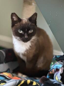 Aine -  Siamese and Burmese Cat for Adoption in Belmont, North Carolina - Aine | PetCurious