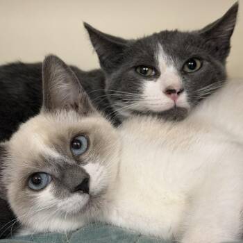 Knight -  Domestic Short Hair Cat for Adoption in Wilmington, Delaware - Knight | PetCurious