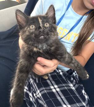 Snickers (A142069) -  Calico Cat for Adoption in Burbank, California - Snickers (A142069) | PetCurious