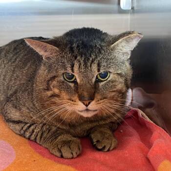 Domestic Short Hair Cats Available for Adoption in Bristol, Indiana - Han Solo | PetCurious