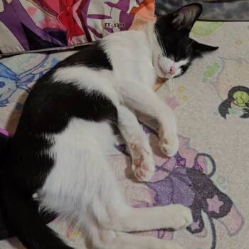 Rescue Domestic Short Hair Cats for Adoption in Los Angeles, California - Pudding | PetCurious