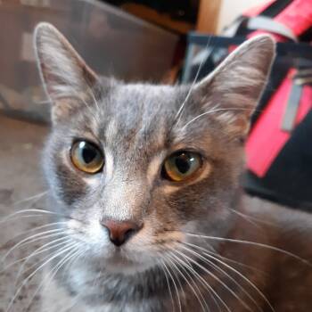 Rescue Domestic Short Hair Cats for Adoption in Rochester, Minnesota - Reba | PetCurious