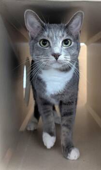 Rescue Domestic Short Hair Cats for Adoption in Decatur, Illinois - Ladybug | PetCurious