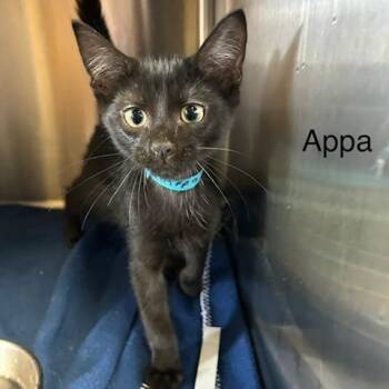Appa -  Domestic Short Hair Cat for Adoption in Knoxville, Tennessee - Appa | PetCurious