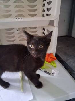 Rescue Domestic Short Hair Cats for Adoption in Hillsboro, Ohio - Nicodemus | PetCurious