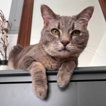 Rescue Domestic Short Hair Cats for Adoption in Chicago, Illinois - Christopher | PetCurious