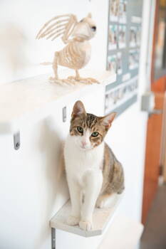 Rescue Domestic Short Hair Cats for Adoption in Oakland, California - Benji | PetCurious