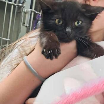 Wesley -  American Shorthair Cat for Adoption in Valley, Alabama - Wesley | PetCurious