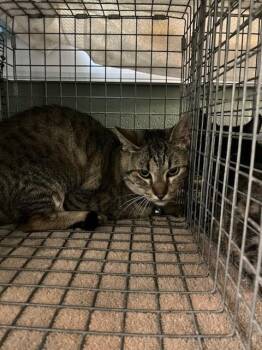 Domestic Short Hair Cats Available for Adoption in Jacksonville, Florida - BOBA KATT | PetCurious