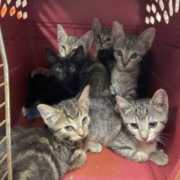 Kimchi -  Domestic Short Hair Cat for Adoption in Dickinson, Texas - Kimchi | PetCurious