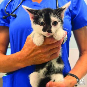 Dally -  Domestic Short Hair Cat for Adoption in Washington, District Of Columbia - Dally | PetCurious