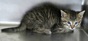 Rescue Domestic Short Hair Cats for Adoption in Lexington, Virginia - Vic | PetCurious