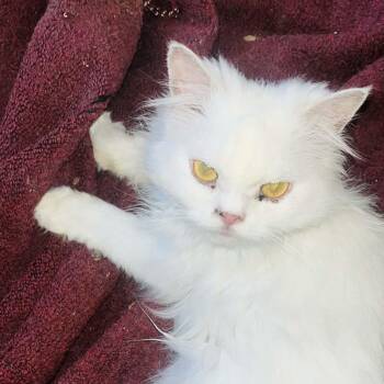 Persian Cats Available for Adoption in Brampton, Ontario - Radiah | PetCurious