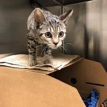 Nymeria -  Domestic Short Hair Cat for Adoption - Nymeria | PetCurious