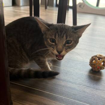 Gwen -  Domestic Short Hair Cat for Adoption in Las Vegas, Nevada - Gwen | PetCurious