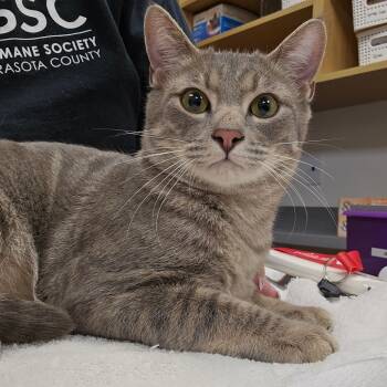 Rescue Domestic Short Hair Cats for Adoption in Sarasota, Florida - Gus | PetCurious