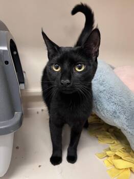 Domestic Short Hair Cats Available for Adoption - Emo RM | PetCurious