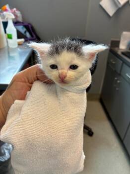 Grandpa Frank -  Domestic Short Hair Cat for Adoption in Bloomington, Indiana - Grandpa Frank | PetCurious