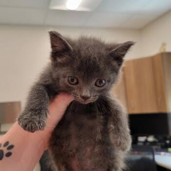 Graylee -  Domestic Short Hair Cat for Adoption in Nashville, Indiana - Graylee | PetCurious