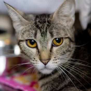 Lily Pad -  Domestic Short Hair Cat for Adoption in Wilmington, Delaware - Lily Pad | PetCurious