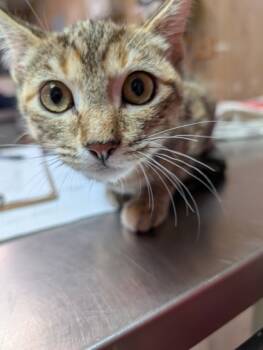Rescue Domestic Short Hair Cats for Adoption in Leander, Texas - Kenzie | PetCurious