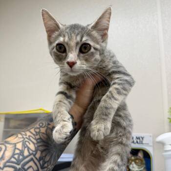 Hefty Ultra Strong -  Domestic Short Hair Cat for Adoption in Morganton, North Carolina - Hefty Ultra Strong | PetCurious