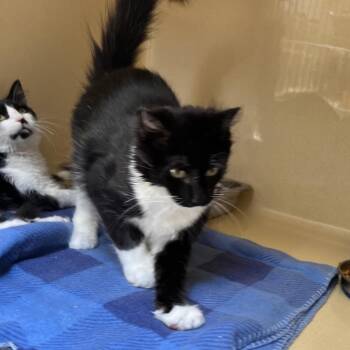 BowTie -  Tuxedo and Domestic Long Hair Cat for Adoption in Clarksville, Virginia - BowTie | PetCurious