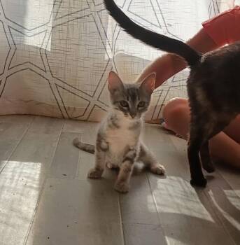 Smokey -  Domestic Short Hair Cat for Adoption in Plumerville, Arkansas - Smokey | PetCurious