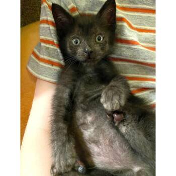 Alone Lighthouse 24 -  Domestic Short Hair Cat for Adoption in Austin, Texas - Alone Lighthouse 24 | PetCurious
