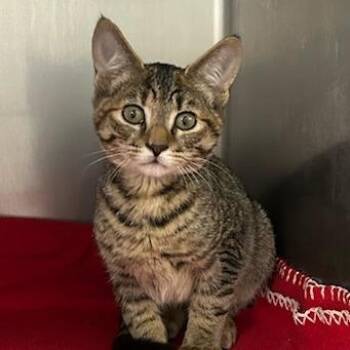 Lauren -  Domestic Short Hair Cat for Adoption in Knoxville, Tennessee - Lauren | PetCurious
