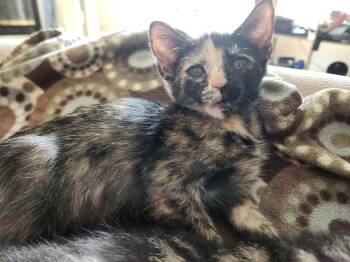 Coco -  Domestic Short Hair Cat for Adoption in Alafaya, Florida - Coco | PetCurious