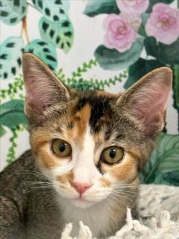 LUCY -  Domestic Short Hair Cat for Adoption in Tracy, California - LUCY | PetCurious