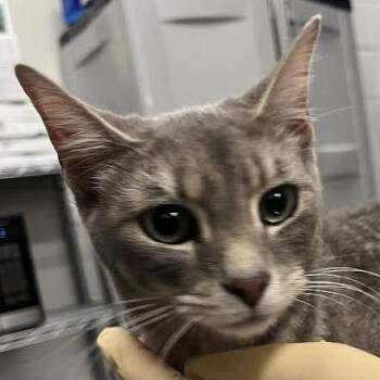 Tranquility -  Domestic Short Hair Cat for Adoption in Dearborn, Michigan - Tranquility | PetCurious