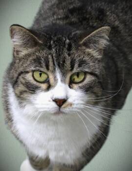 Domestic Medium Hair Cats Available for Adoption - Mr Kitty | PetCurious