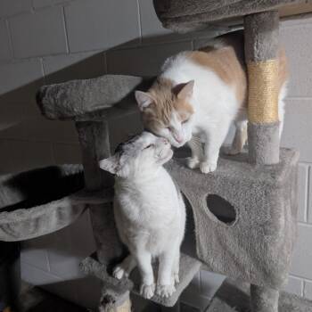 Bob and Archie -  American Shorthair Cat for Adoption in Saint Francis, Minnesota - Bob And Archie | PetCurious