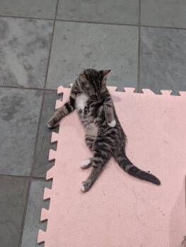 Ms. Oliver -  Domestic Short Hair Cat for Adoption - Ms. Oliver | PetCurious