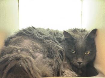 Domestic Long Hair Cats Available for Adoption - MELODY | PetCurious