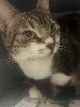 Domestic Short Hair Cats Available for Adoption - SOL | PetCurious