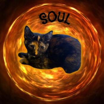 Soul -  Domestic Short Hair Cat for Adoption in Tempe, Arizona - Soul | PetCurious
