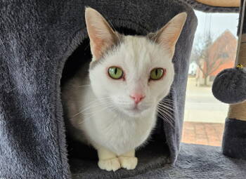 Rescue Domestic Short Hair Cats for Adoption in Greenfield, Indiana - Jude | PetCurious