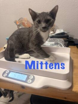 Mittens -  Domestic Short Hair Cat for Adoption in Ruskin, Florida - Mittens | PetCurious