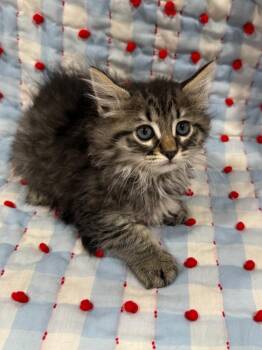 Domestic Long Hair Cats Available for Adoption in Vacaville, California - Eleven | PetCurious