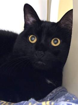 PANTHER -  Domestic Short Hair Cat for Adoption in Dedham, Massachusetts - PANTHER | PetCurious