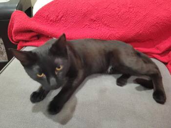 Domestic Short Hair Cats Available for Adoption in Philadelphia, Pennsylvania - Midnight | PetCurious