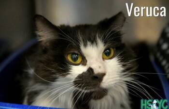 Domestic Long Hair Cats Available for Adoption in Fort Mill, South Carolina - Veruca | PetCurious